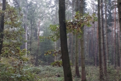 IMG_20191101_145254_G